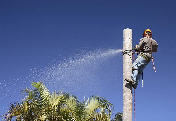 Best Tree Removal  in West Kittanning, PA
