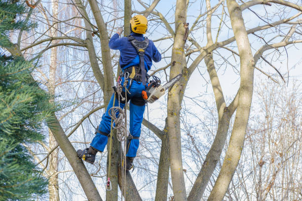 How Our Tree Care Process Works  in  West Kittanning, PA