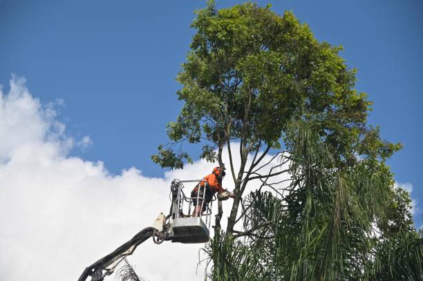Reliable West Kittanning, PA Tree Care Solutions